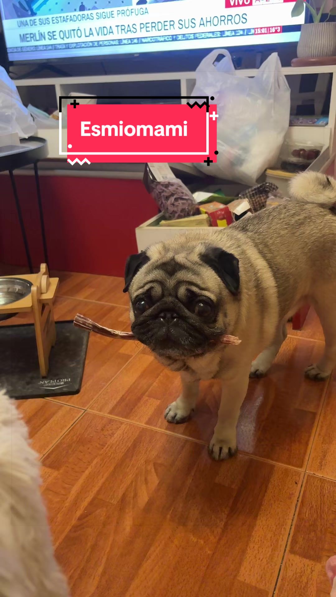 @Lolito pug carlino