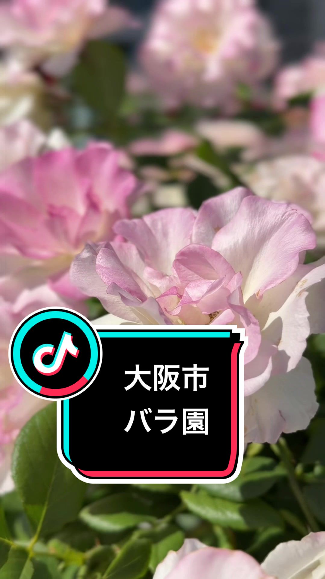 @fumi📸3776🖼️