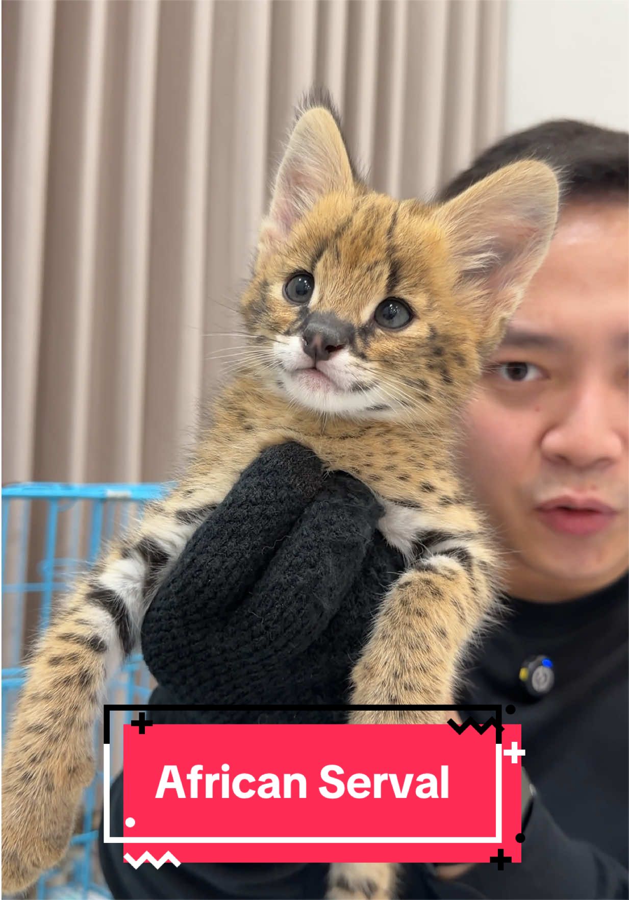 @Koko Guguk