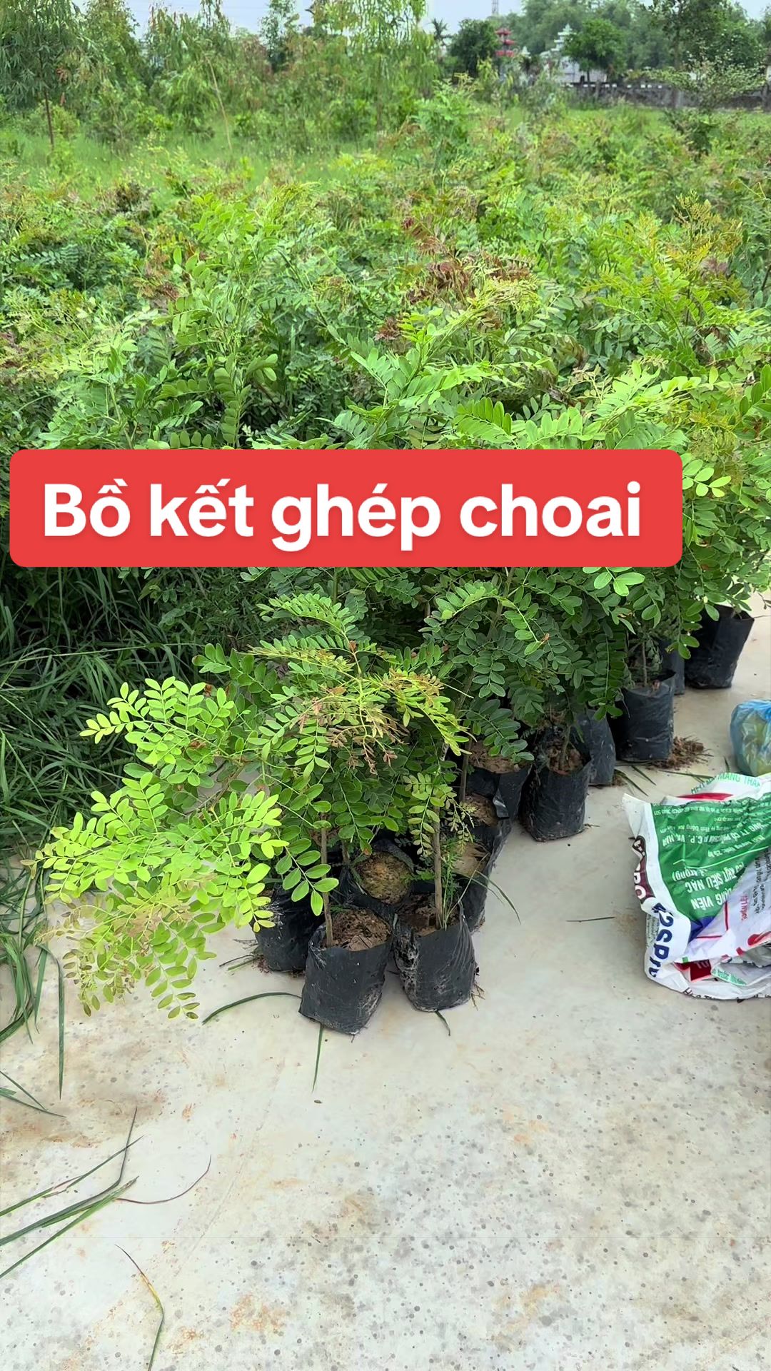 @Nh&agrave; Vườn Vũ Mai