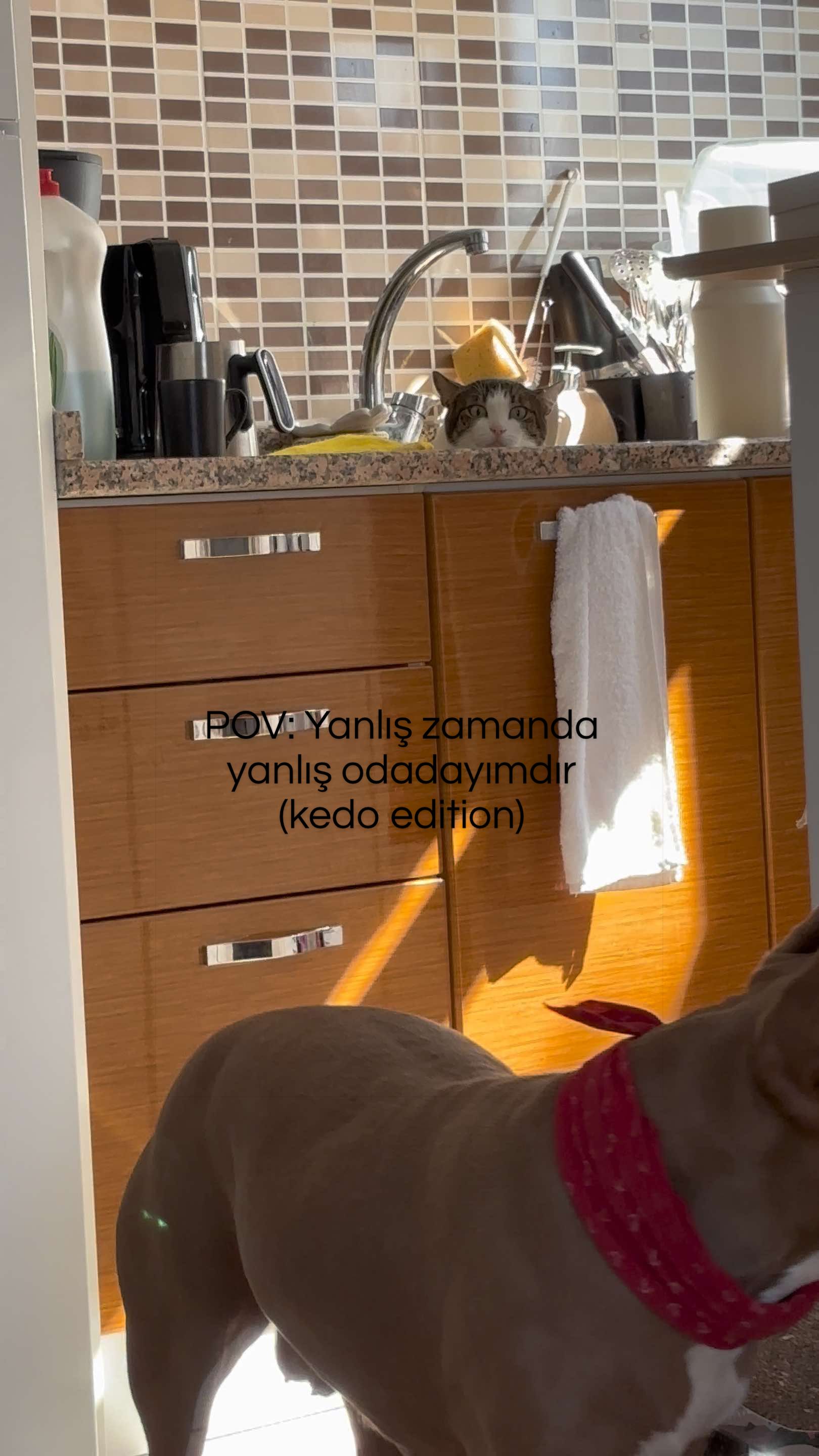 @ach so asko