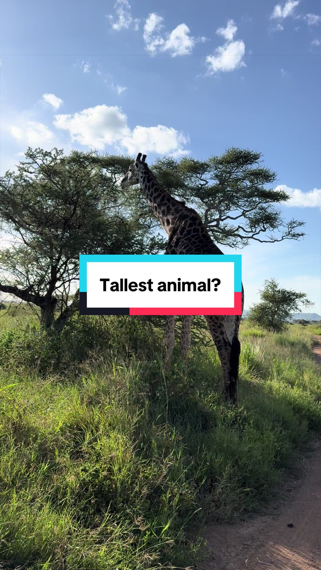@Milana Tours and Safaris