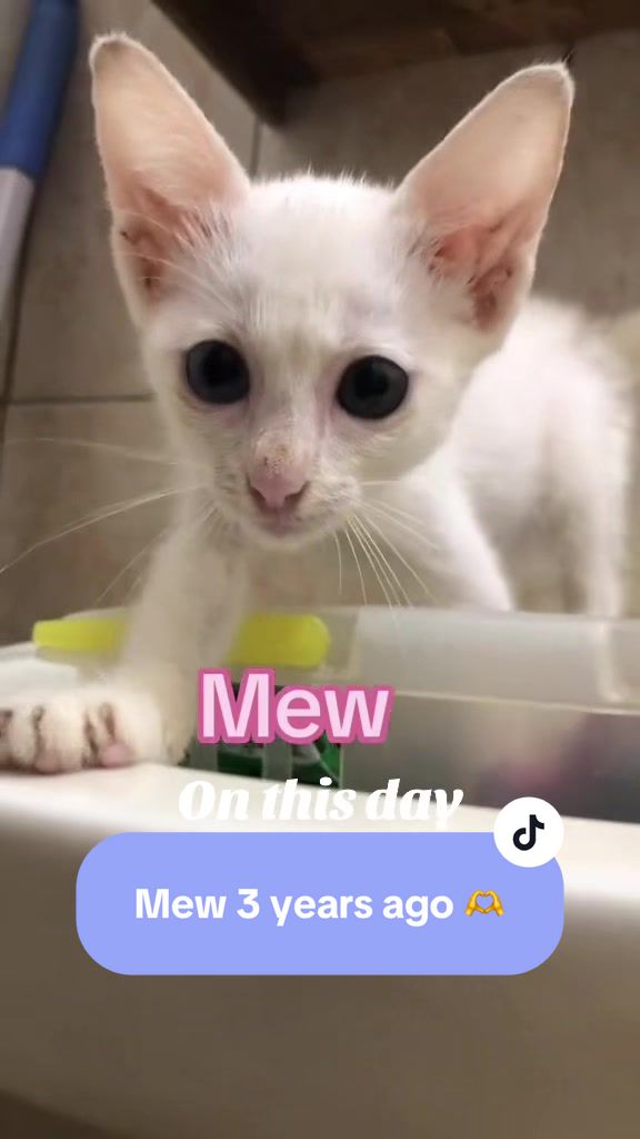 @17meows