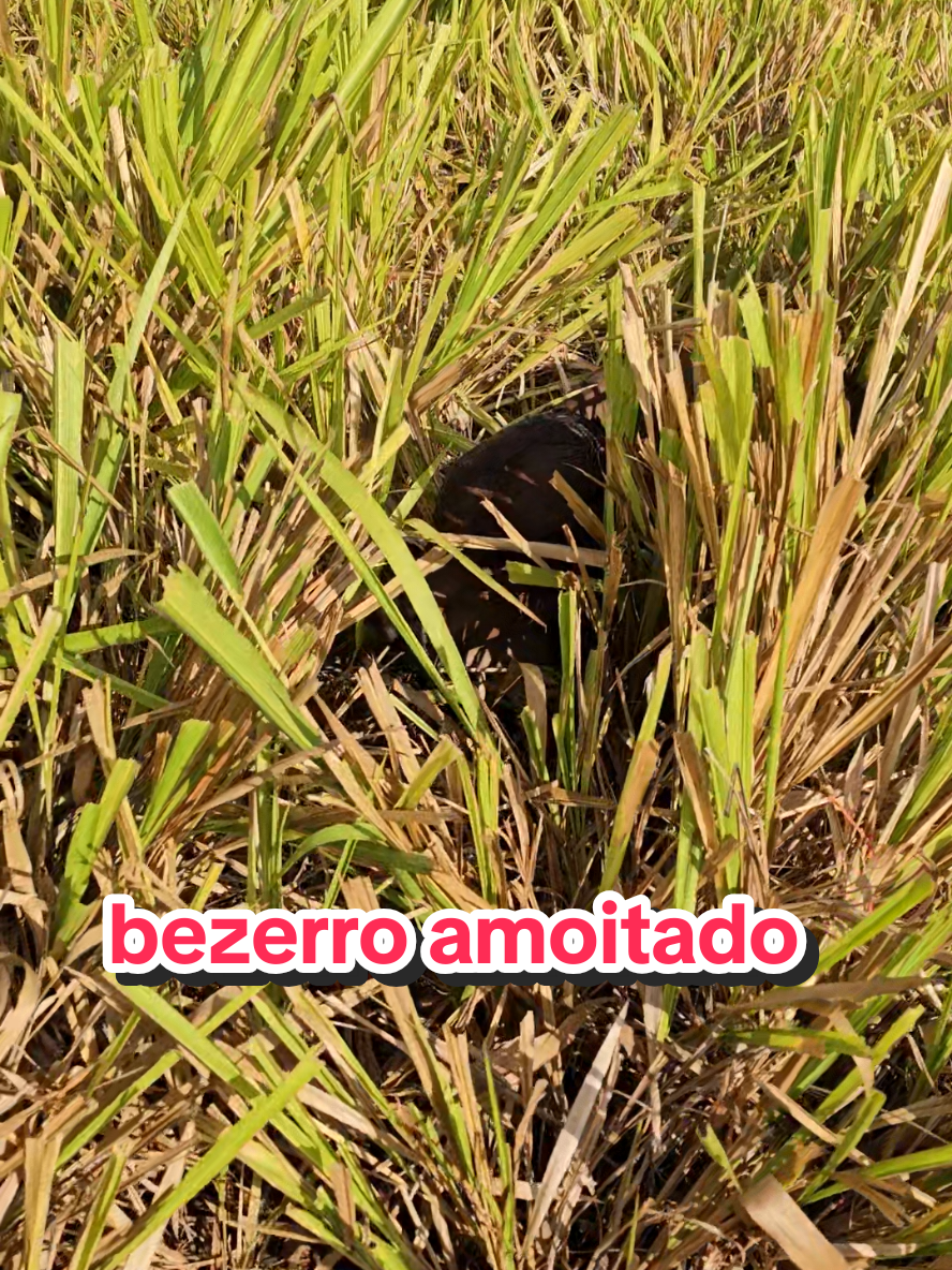 @Geovane neto