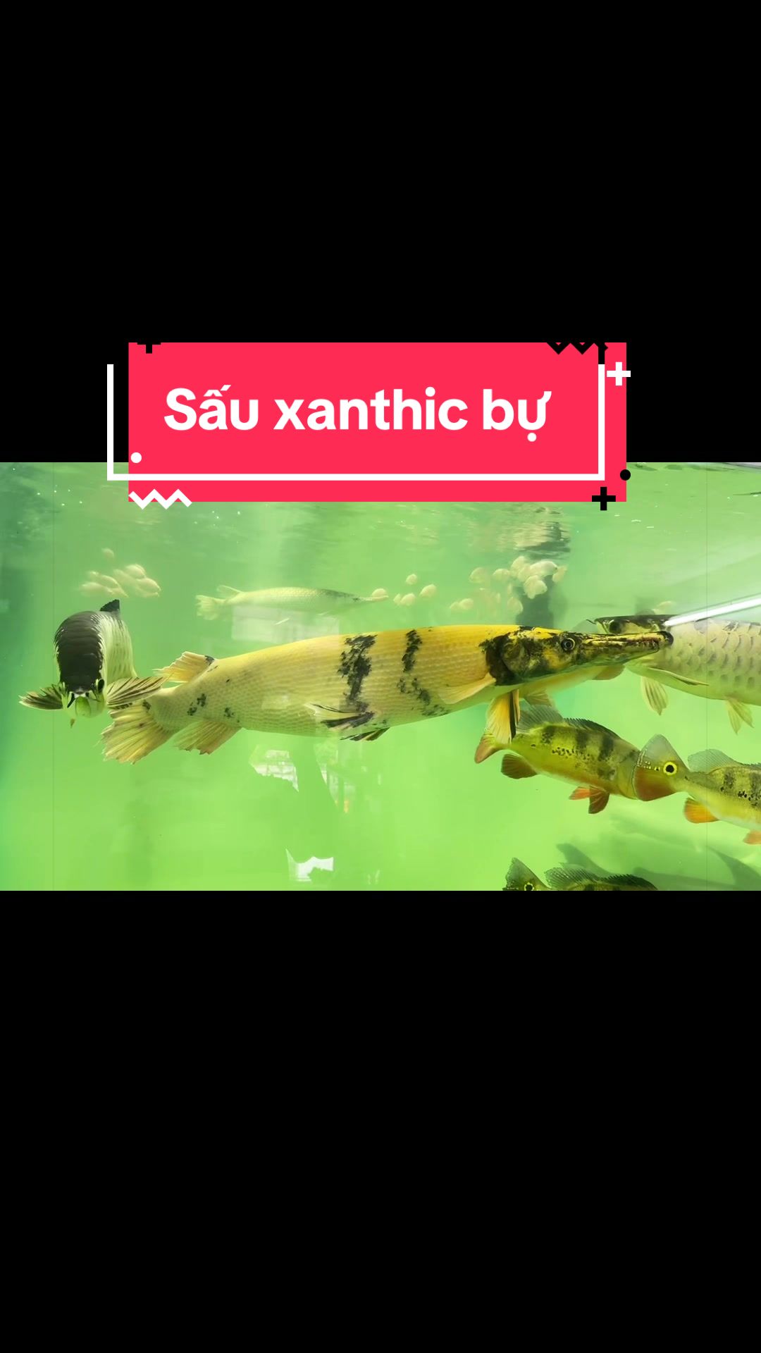@Ph&aacute;t Đạt B&aacute;n C&aacute; 😎🐠🦈