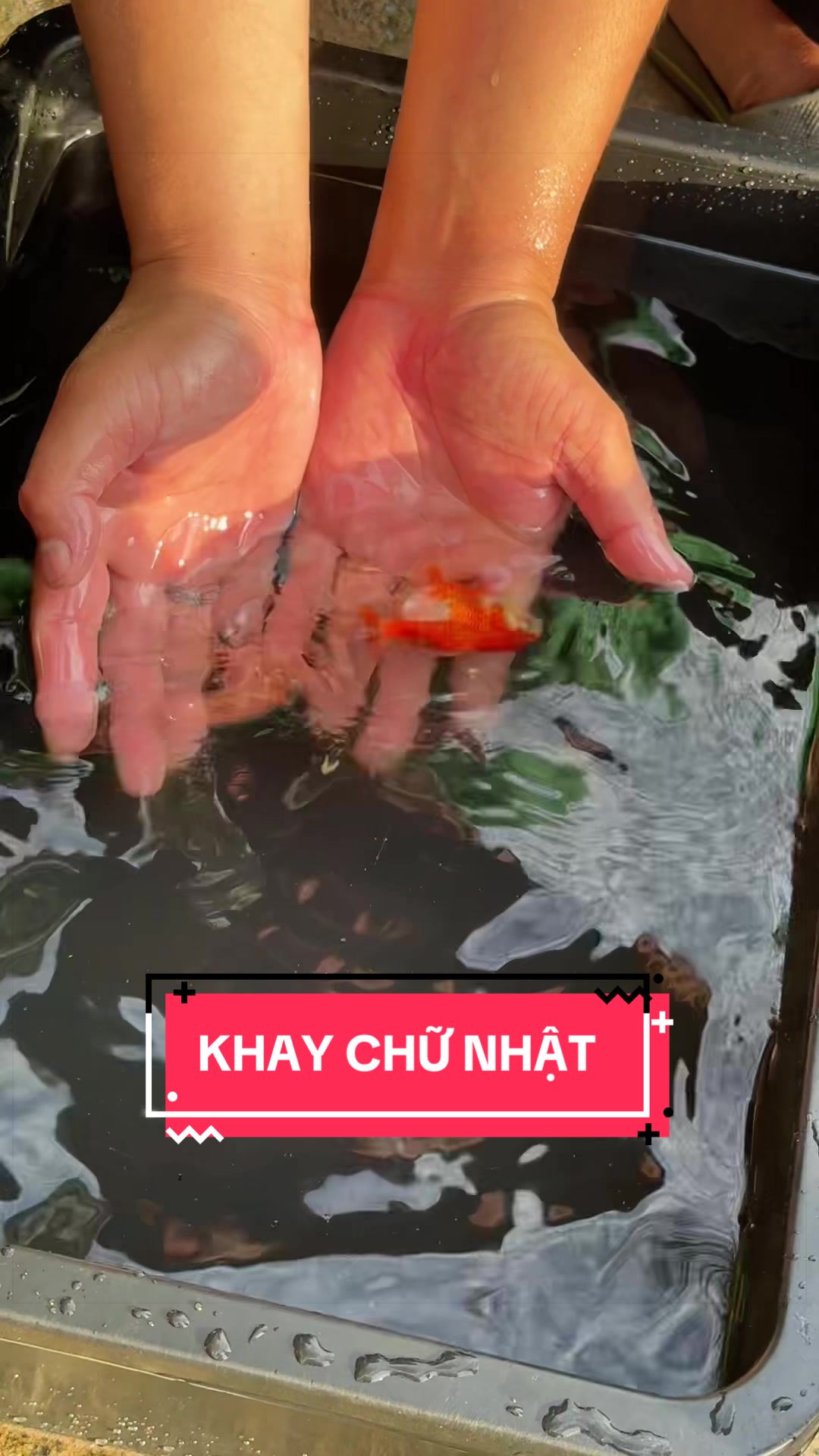 @Cây Xanh Phong Hồng