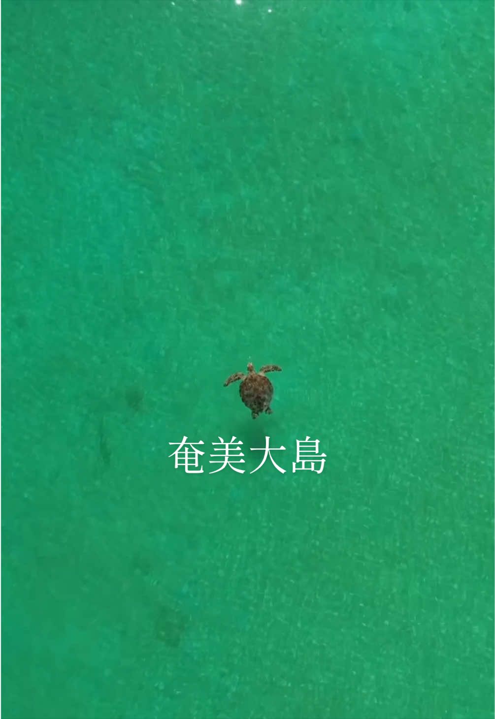@奄美大島シマッチュ
