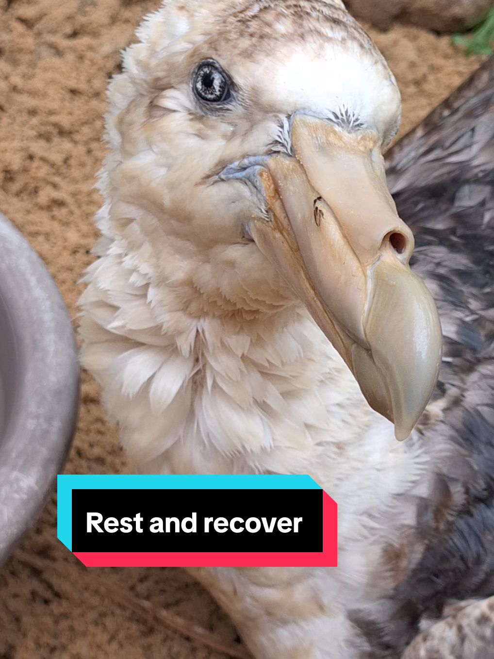 @SAPREC