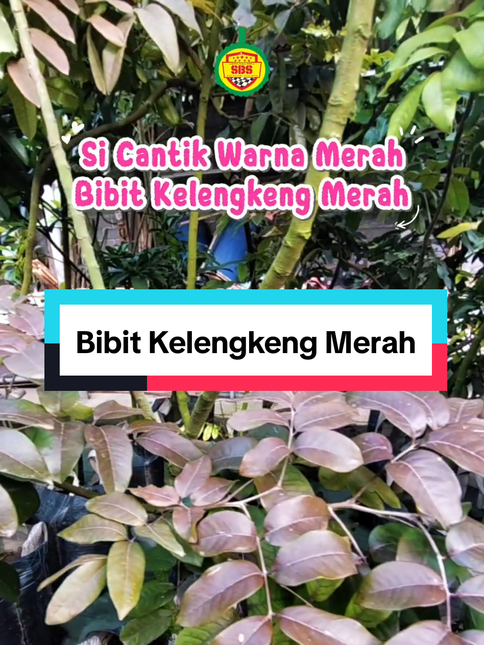 @Produksi Buah_SBS
