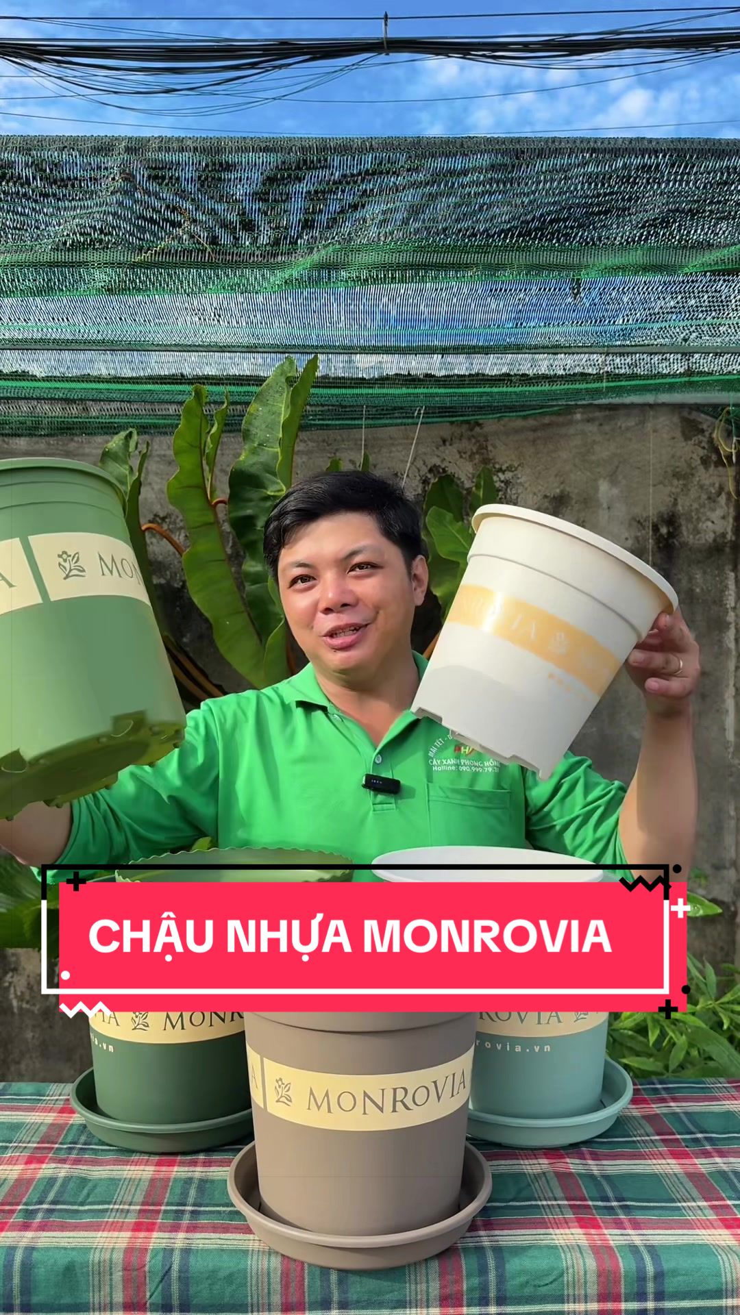 @C&acirc;y Xanh Phong Hồng