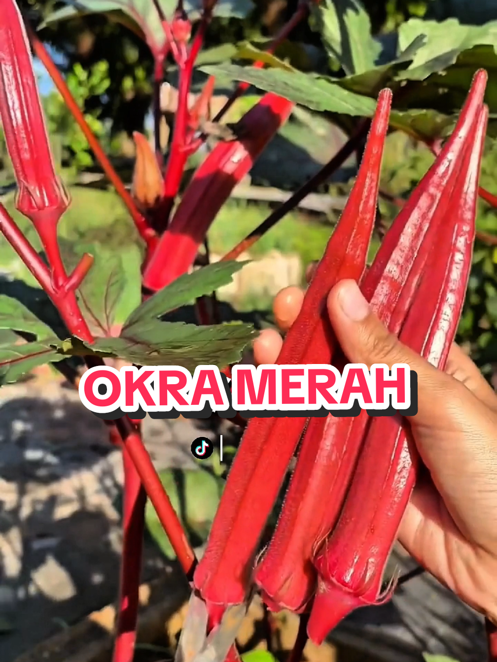 @TOKO BIBIT PAKDE