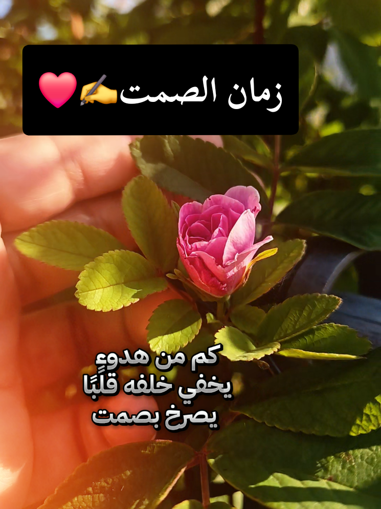 @🍃🌸Tahani Khafas🌸🍃