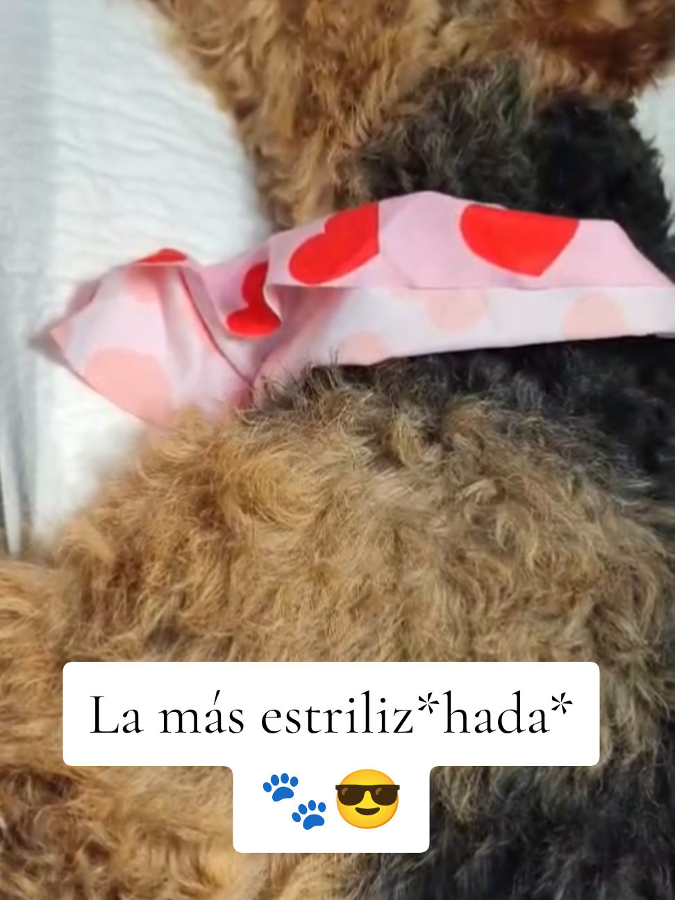 @Trufa Y M&aacute;ximo🐾Airedales