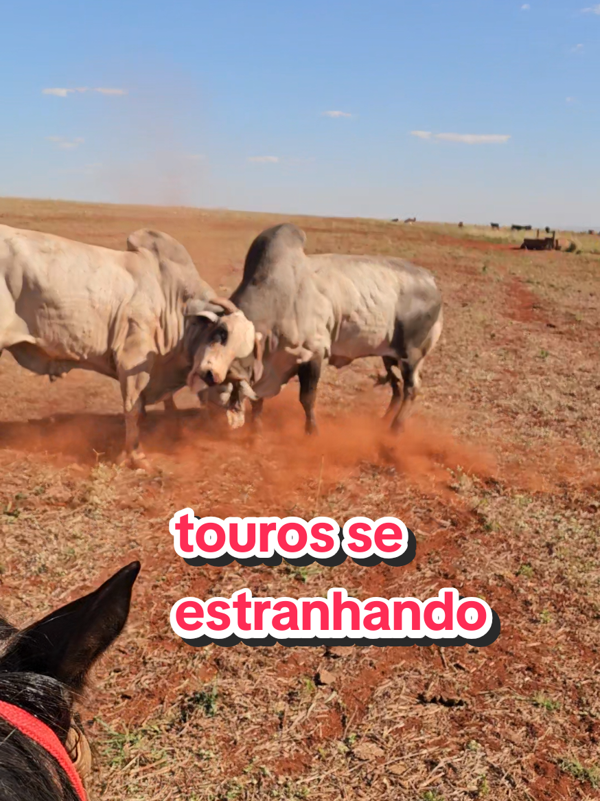 @Geovane neto