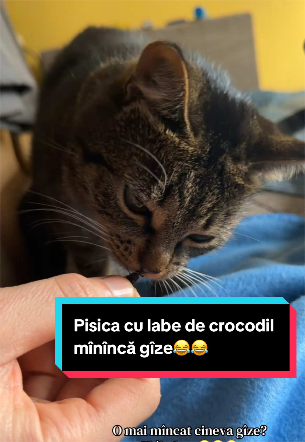 @Larisa🐾Taison