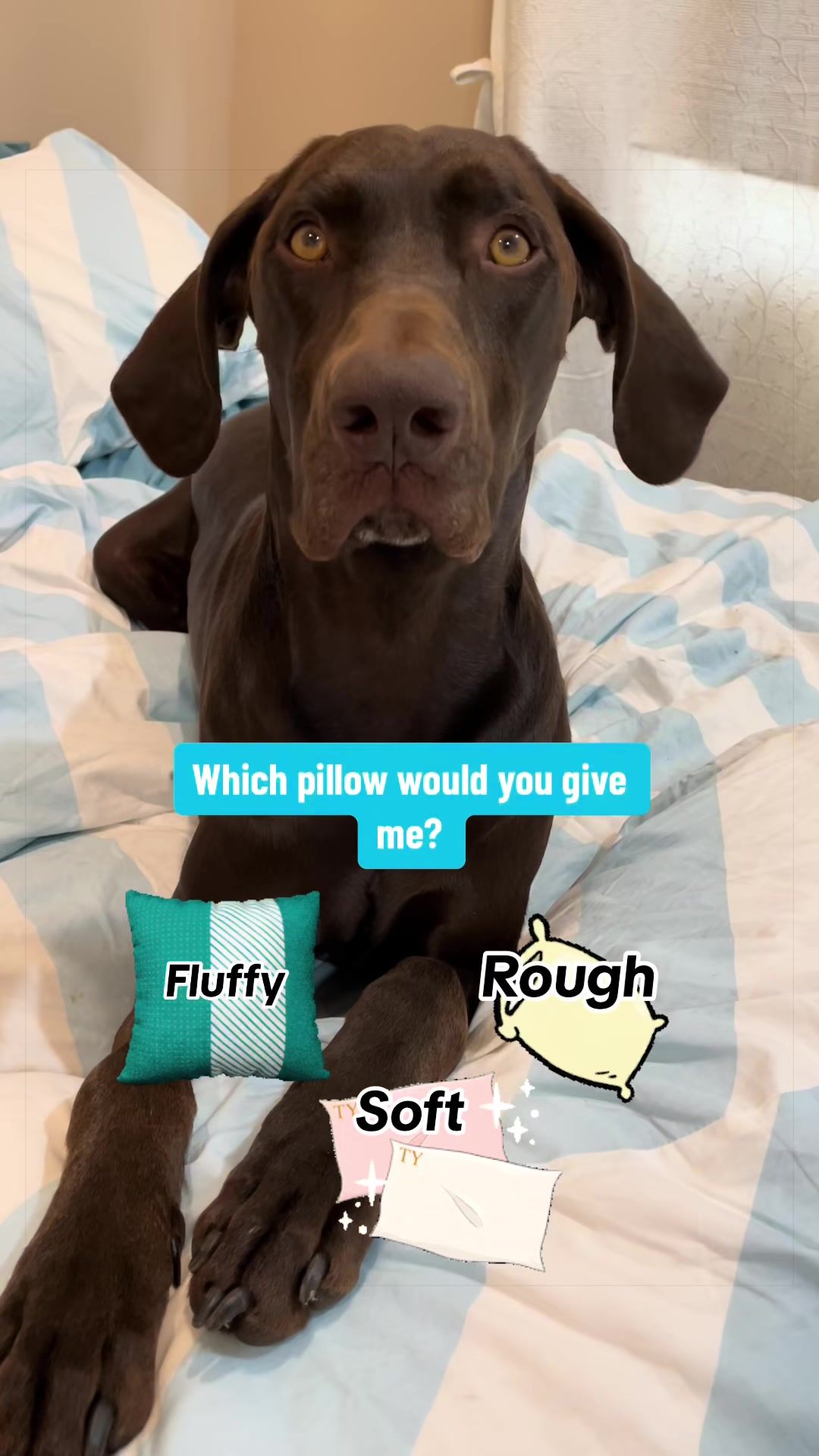 @Rocky_and_mom 🐾❤️🐶