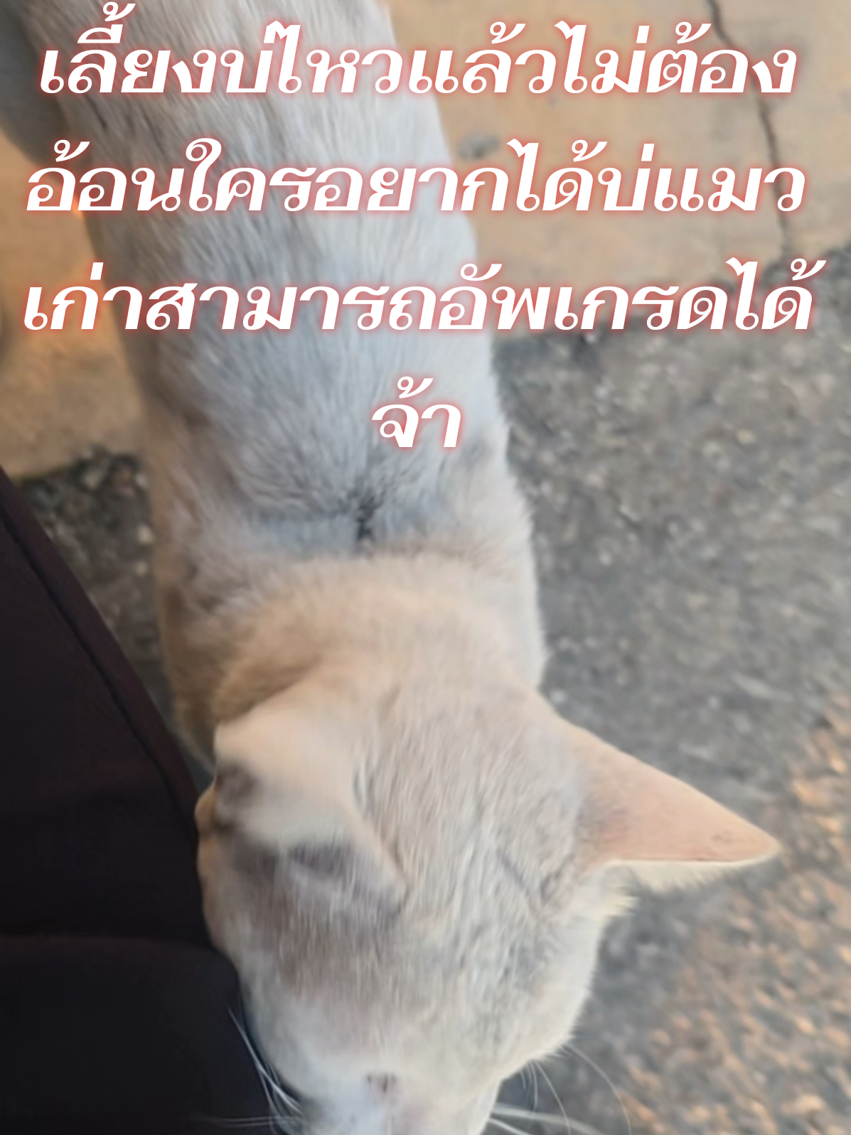 @Little ᥫᩣuffalo🐰☀️