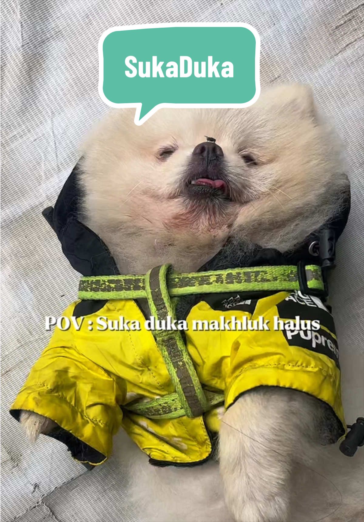 @snowietheexplorer