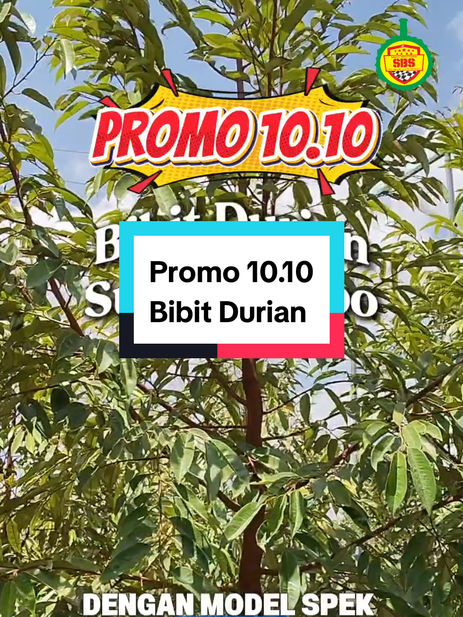 @Produksi Buah_SBS
