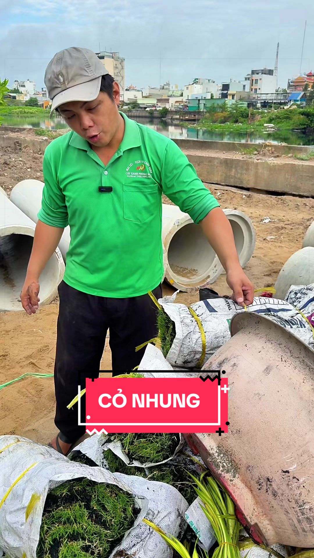 @Cây Xanh Phong Hồng