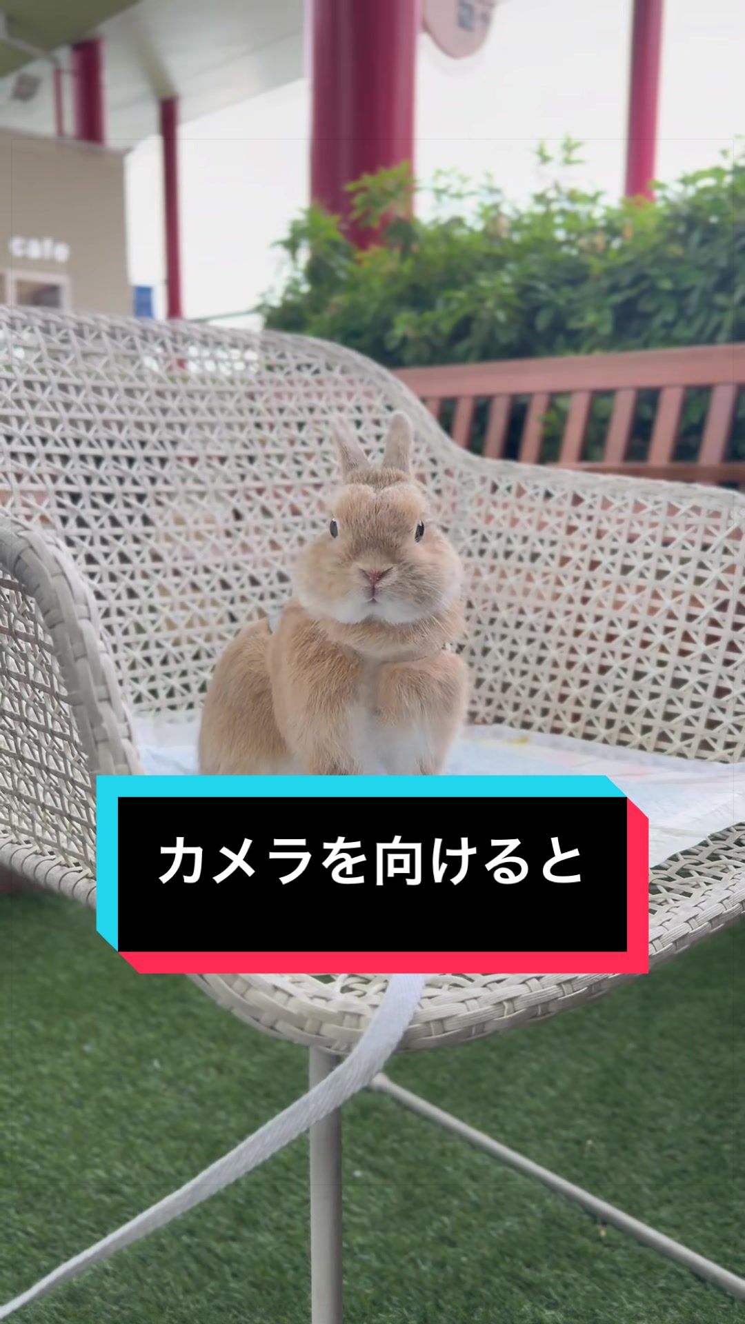 @うさぎのもちまる