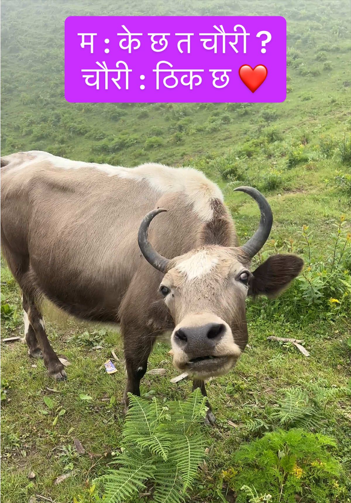 @Bishnu Gaire