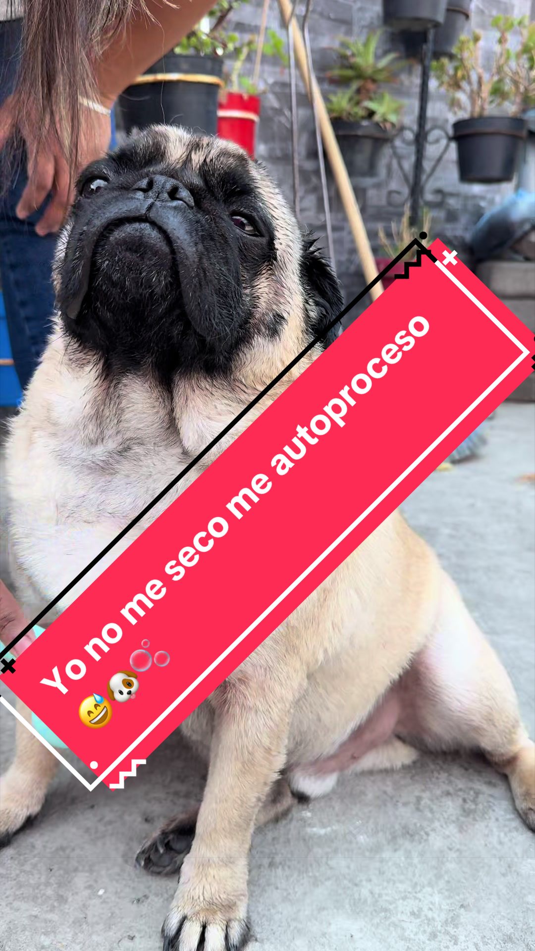 @Pugs en acción 🐶