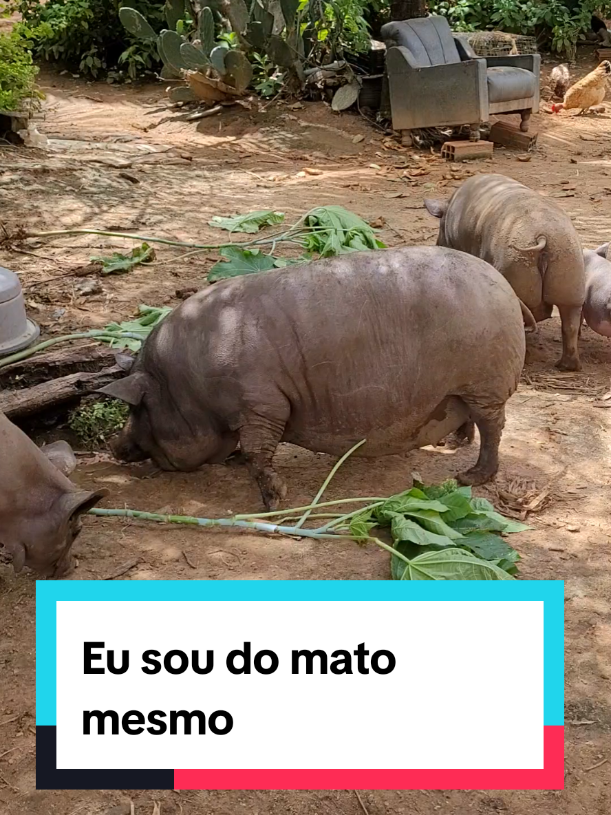 @Jardel Ferreira