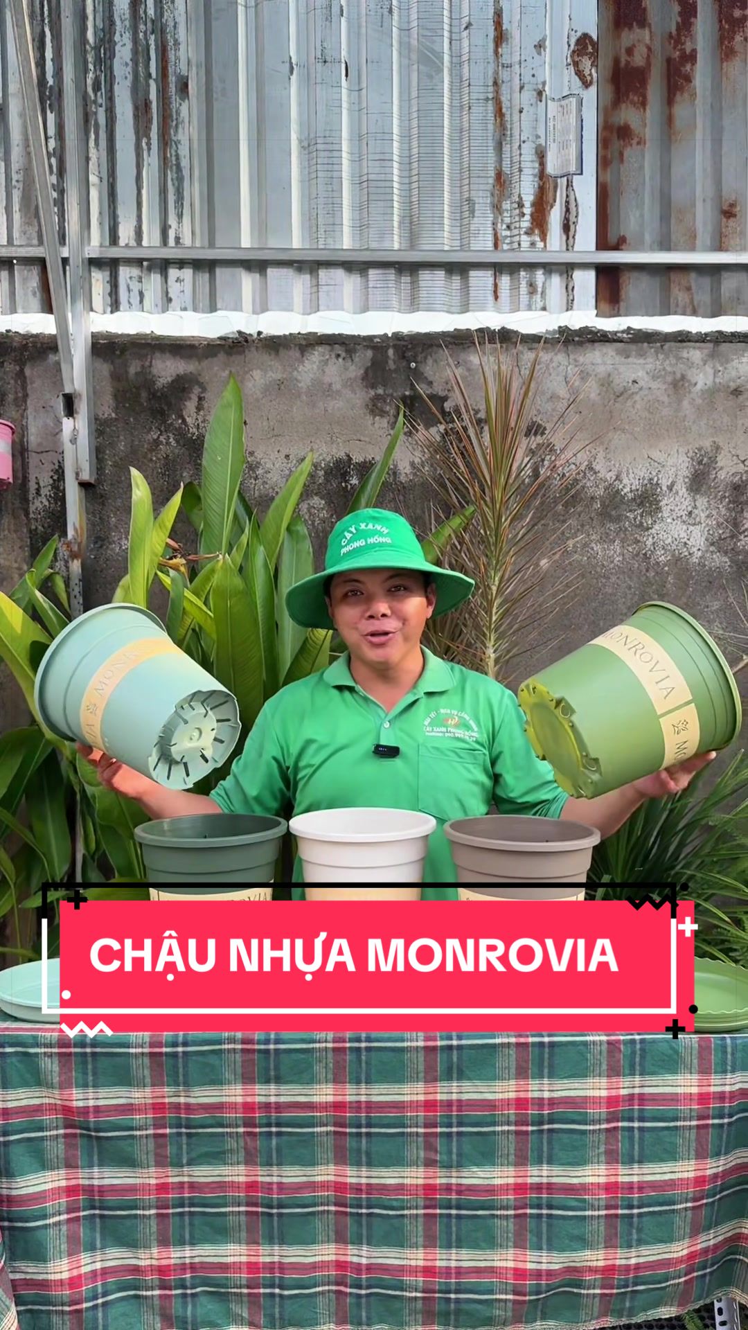 @Cây Xanh Phong Hồng