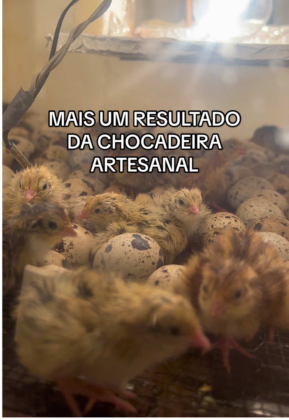 @souza
