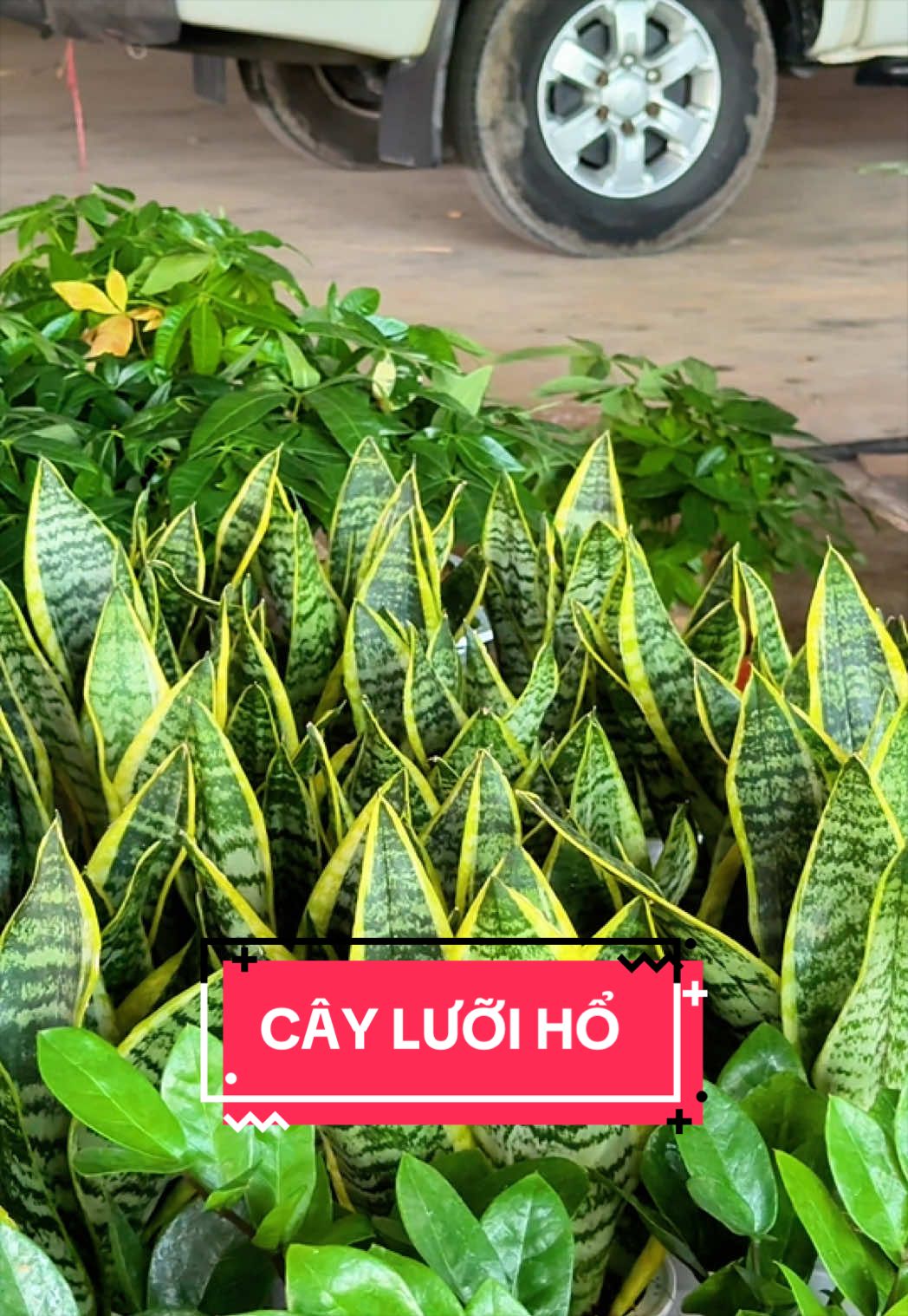 @Cây Xanh Phong Hồng