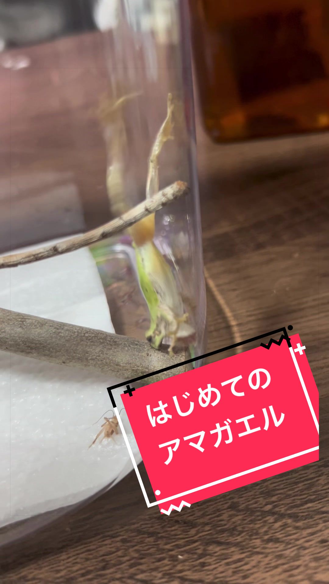 @今日も嫁の料理がおいしい🍮🍣