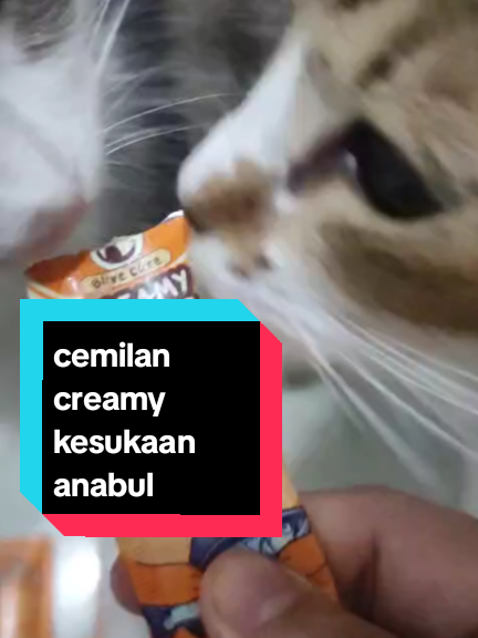 @cimba😺