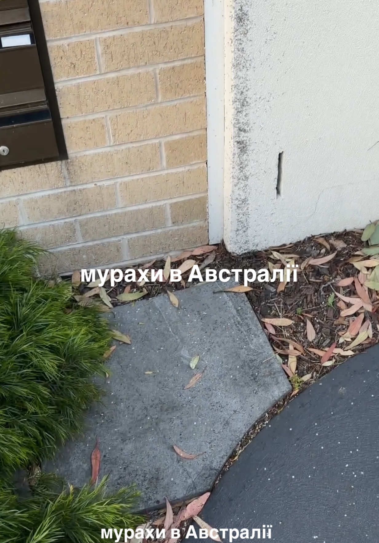 @Віолетта