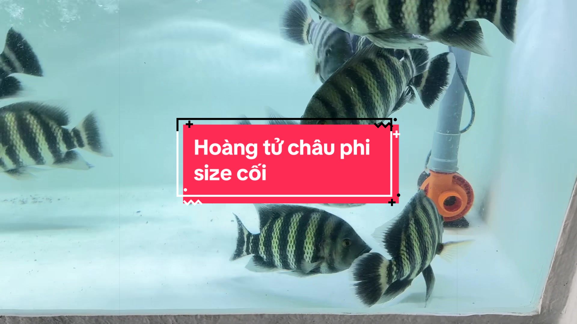 @Phát Đạt Bán Cá 😎🐠🦈