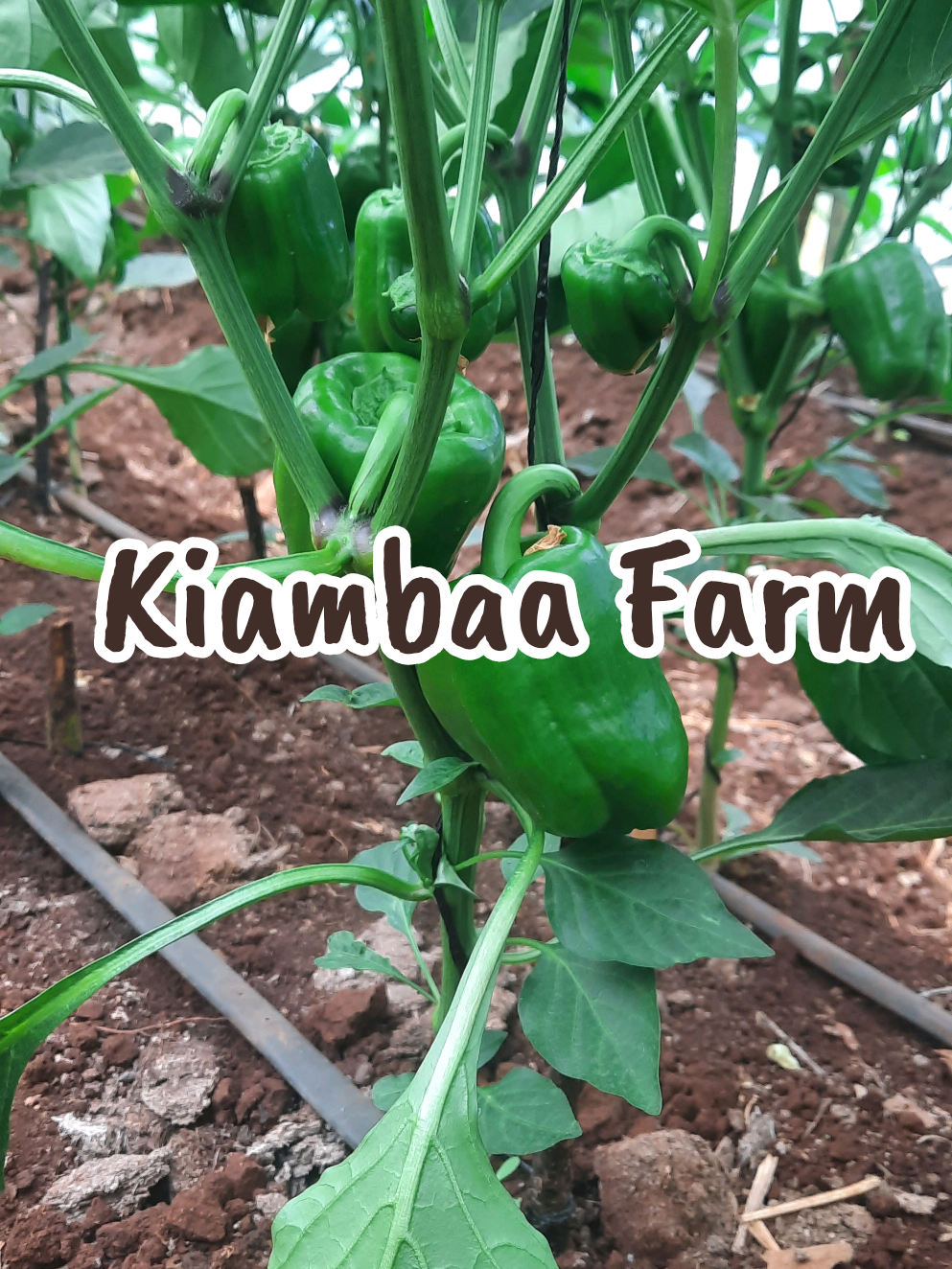 @Agri-Irrigation Africa Limited