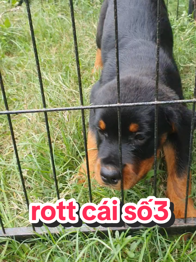 @Trại Ch&oacute; &Uacute;t S&aacute;u