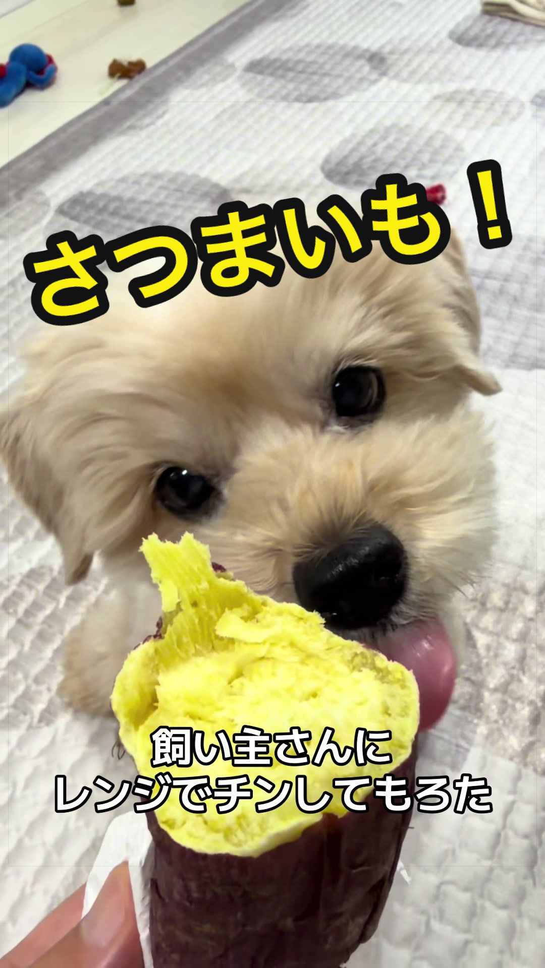 @マルプーの小太郎(코타로 )🇯🇵🐶