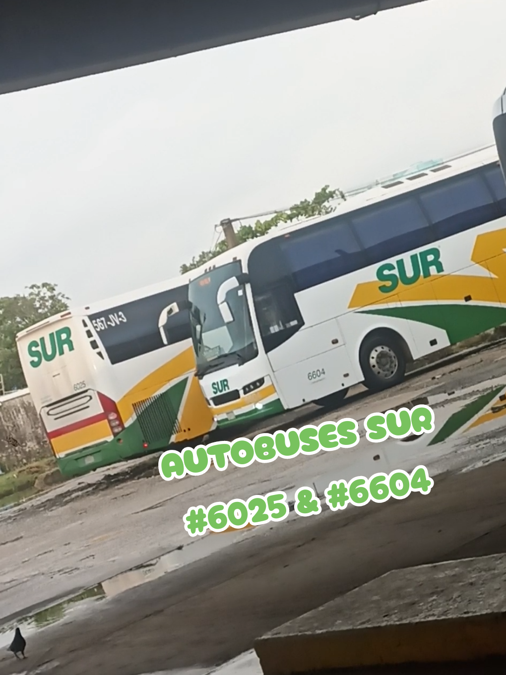 @Busologia Veracruzana 🍀🚍