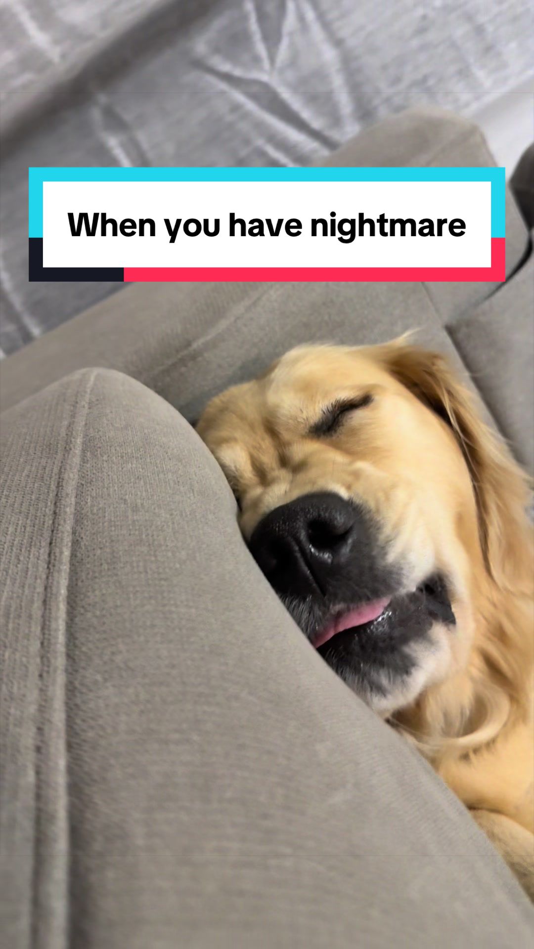 @3goldenretriever