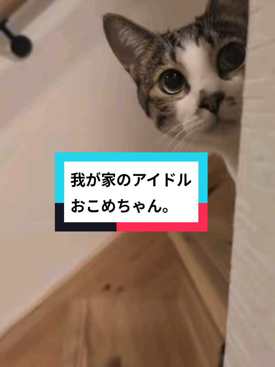 @にゃんご🐱