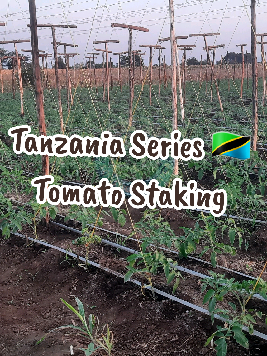 @Agri-Irrigation Africa Limited
