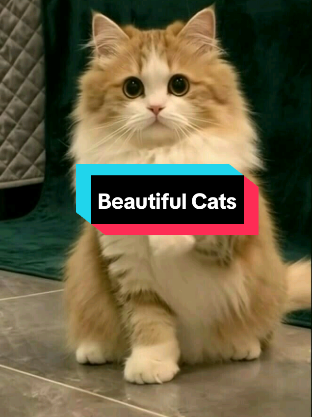 @MeowMagic