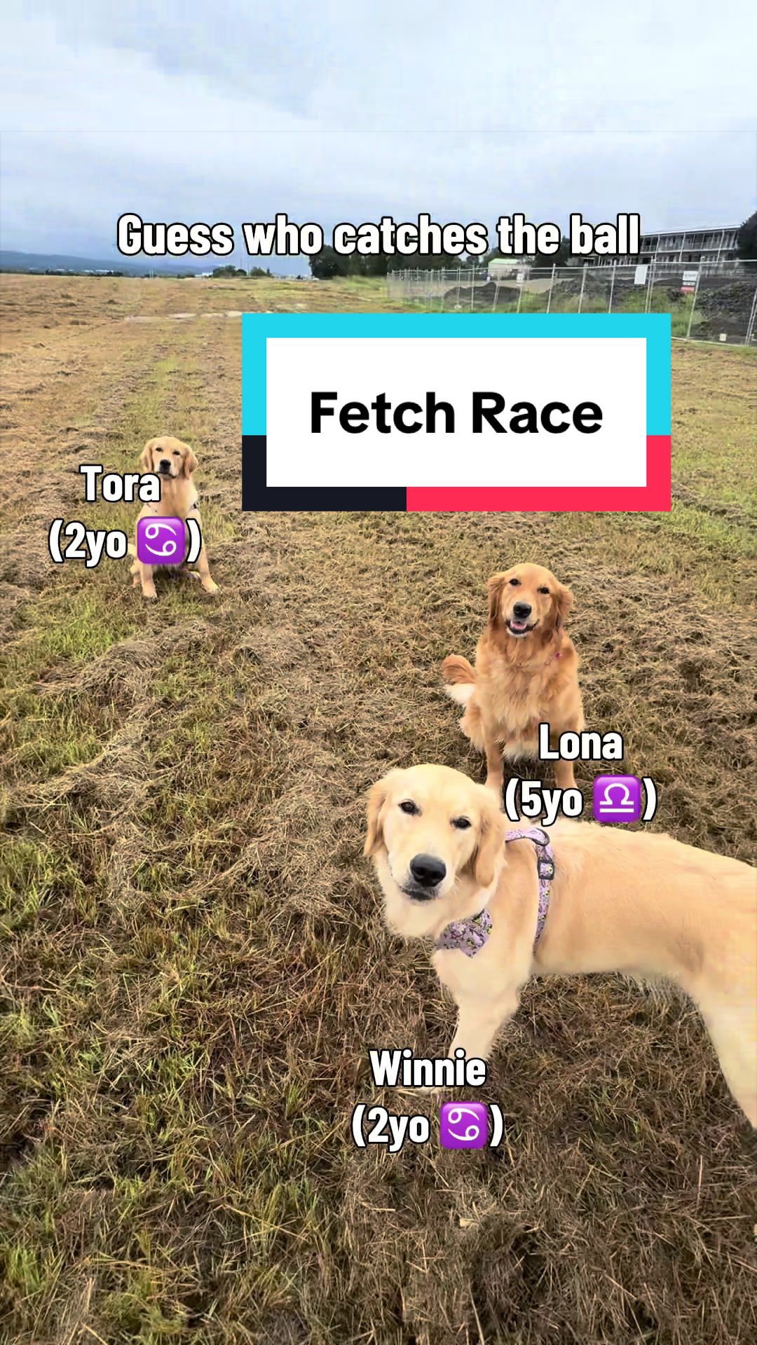 @3goldenretriever