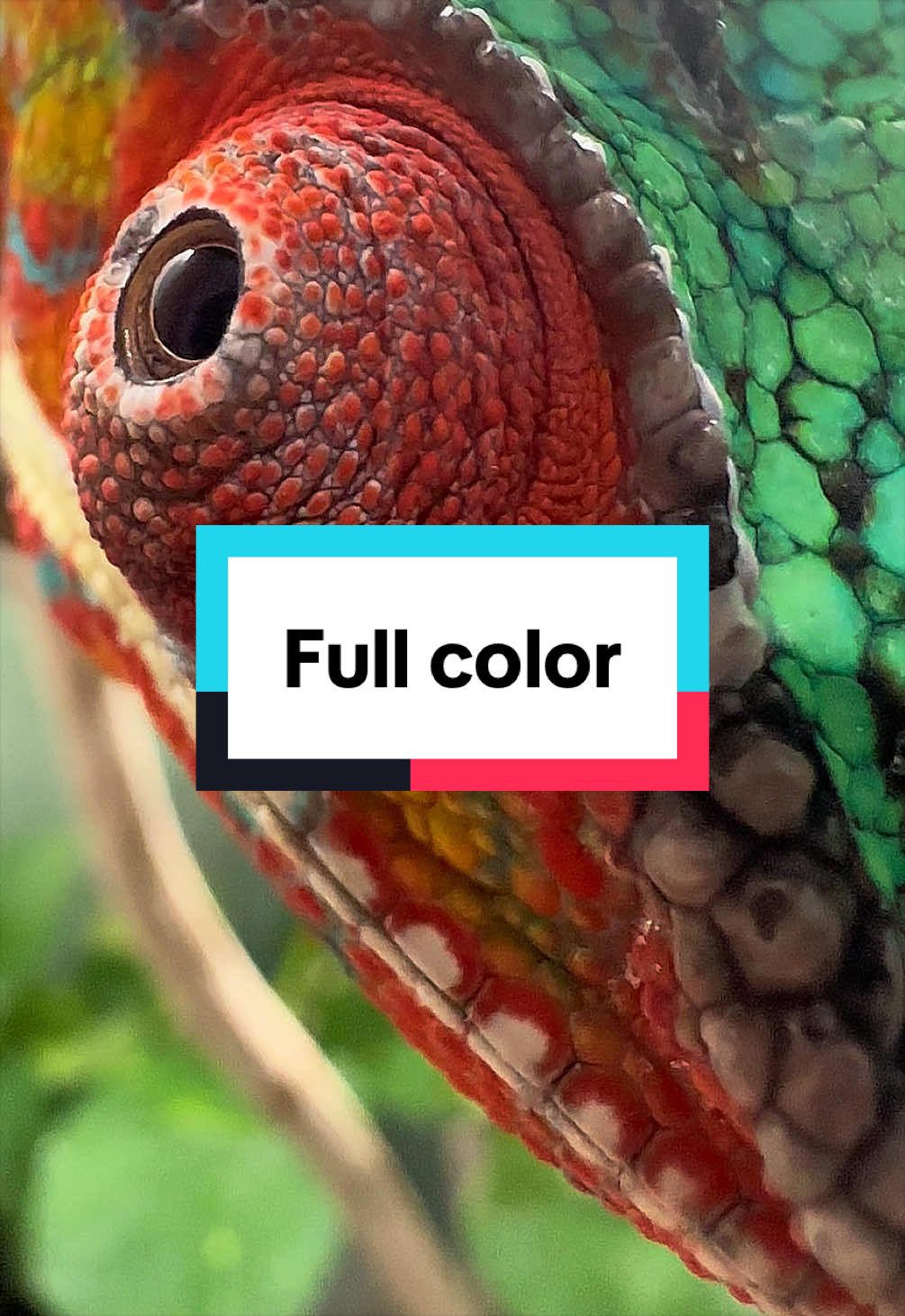 @ReptilMania