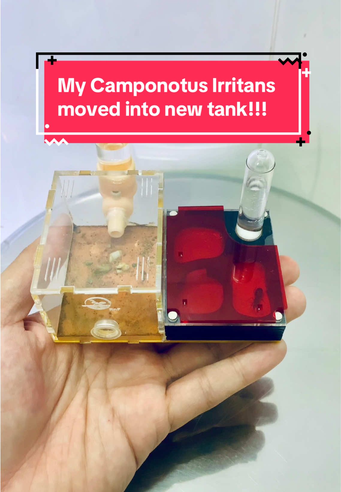@Henry Thích Nuôi Kiến 🐜