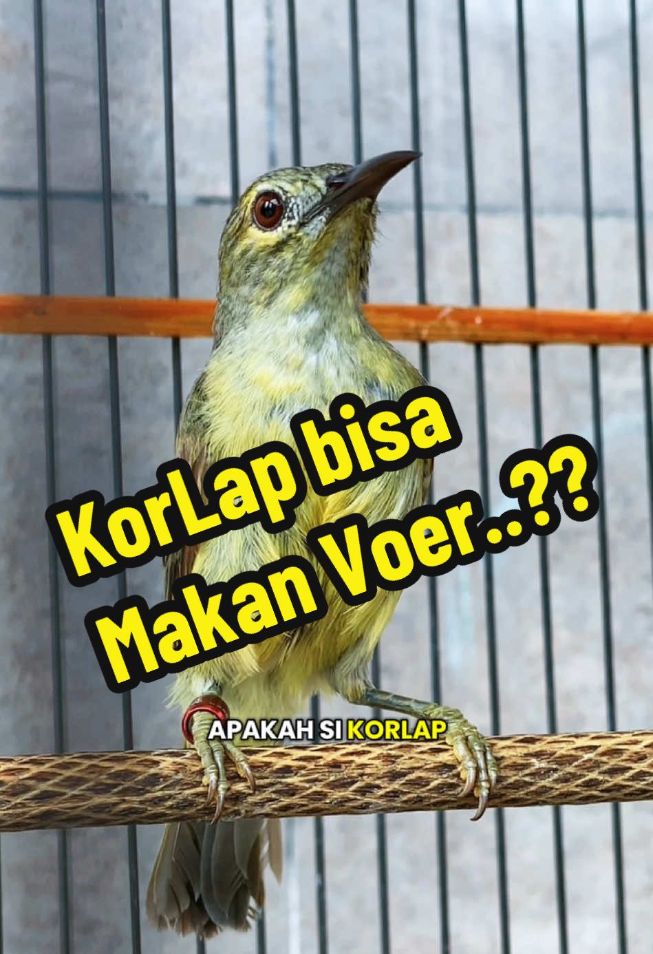 @GeDang Manuk