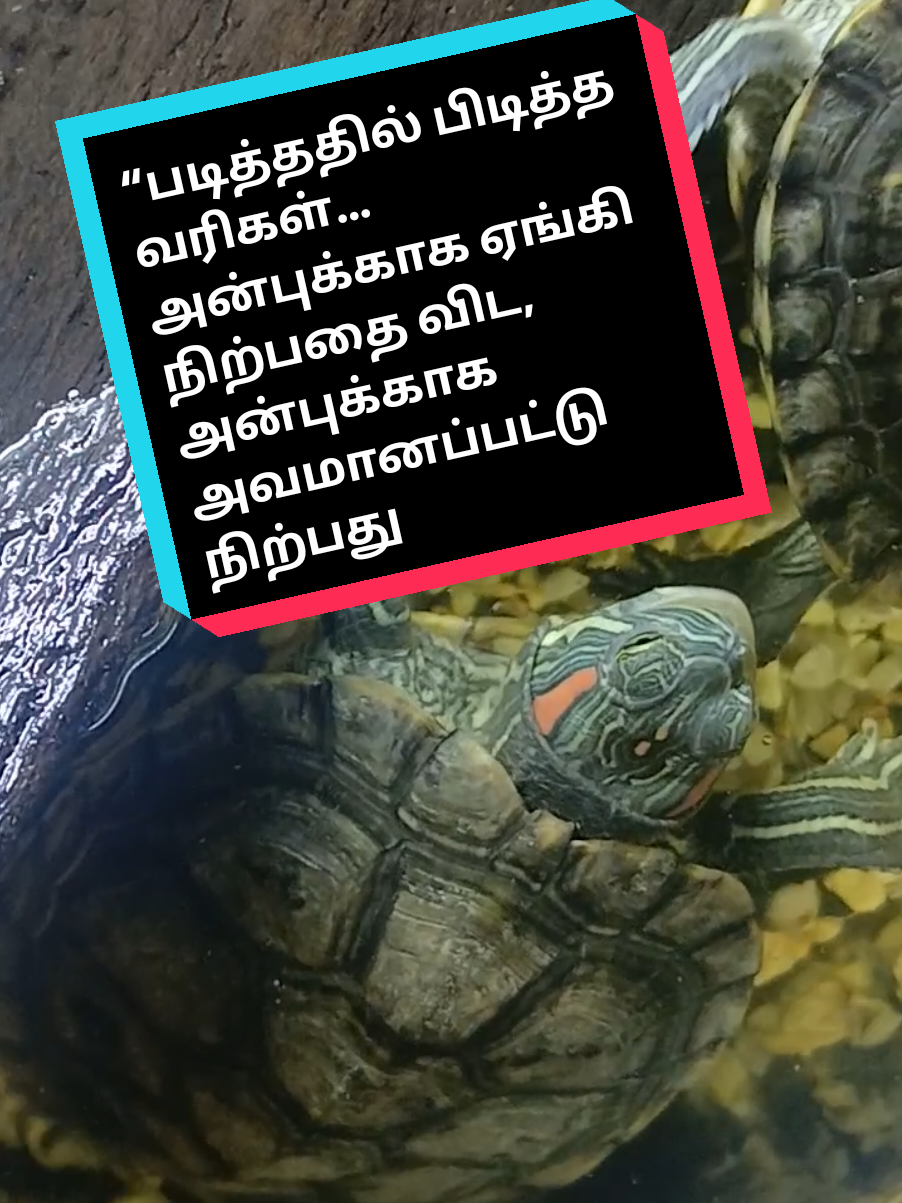 @THANAZ CREATIVE@ammoi