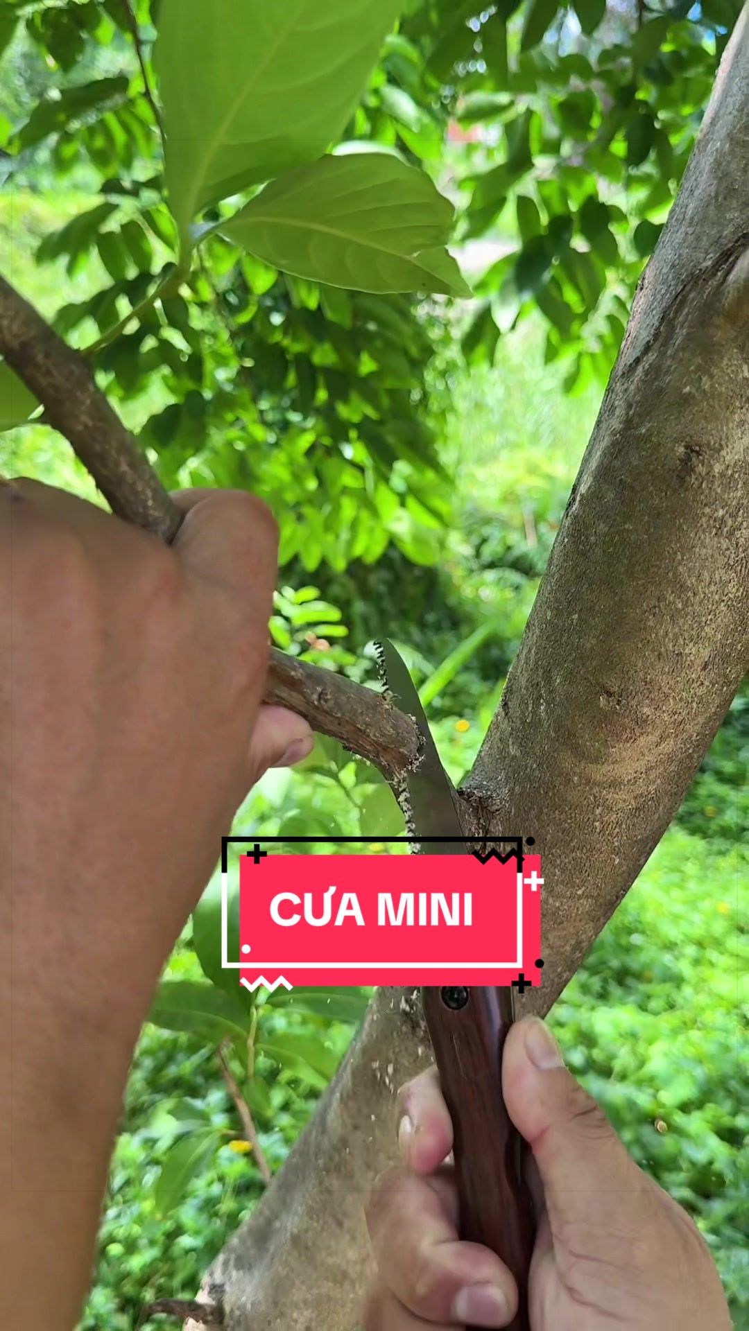 @C&acirc;y Xanh Phong Hồng