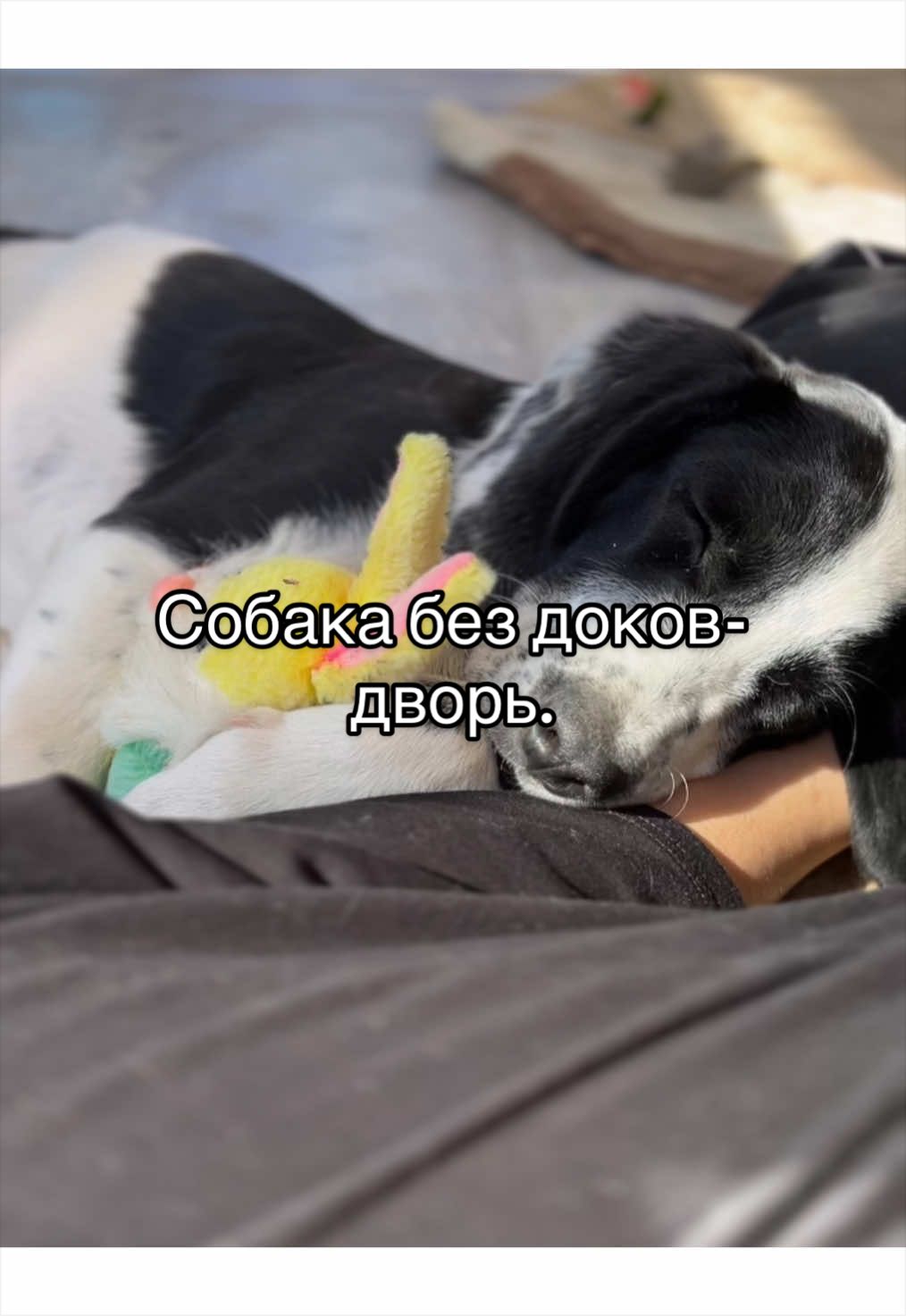 @🐾чёрно-белый ушехлоп🦎